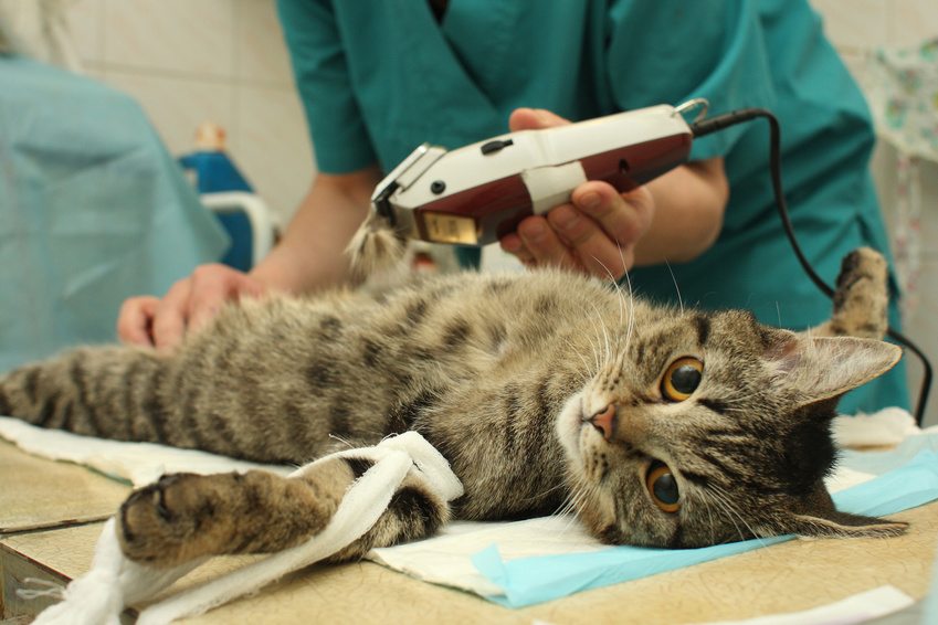 La stérilisation d’un chat : quels sont les coûts ?