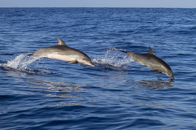 Plongez dans le monde des dauphins lors d’une excursion maritime unique